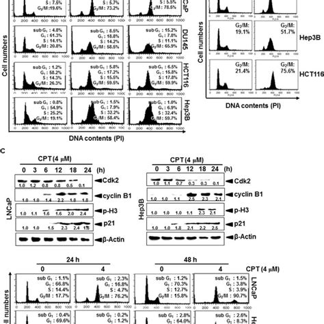 Scheme Of Camptothecin Cpt Induced G M Phase Cell Cycle Arrest