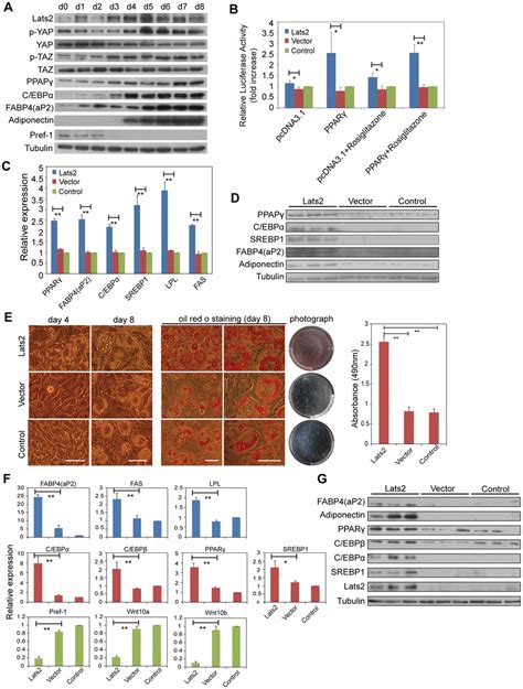 Adipocyte Differentiation Is Promoted By Lats2 A Western Blot