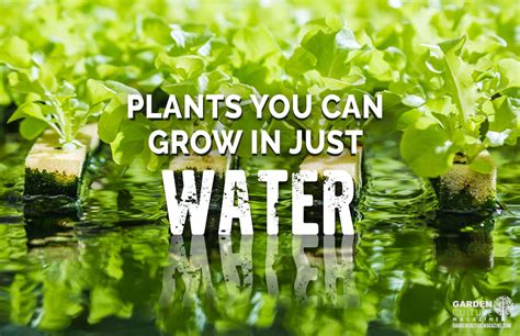 Plants You Can Grow In Just Water – Nature's Gateway