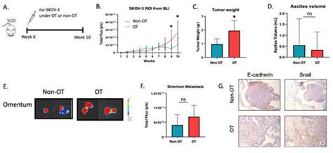 OT Significantly Increased Luc SKOV 3 In Vivo Tumor Growth A