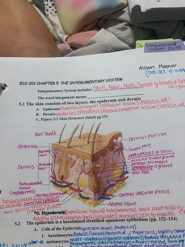 Ch 5 Integumentary System Flashcards Quizlet