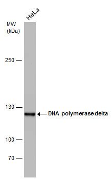 Anti DNA Polymeraseδ Antibody QED Bioscience Inc