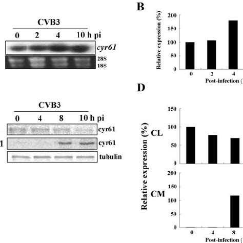 Cvb3 Infection Activates The Jnk12 Signaling Pathway In Download