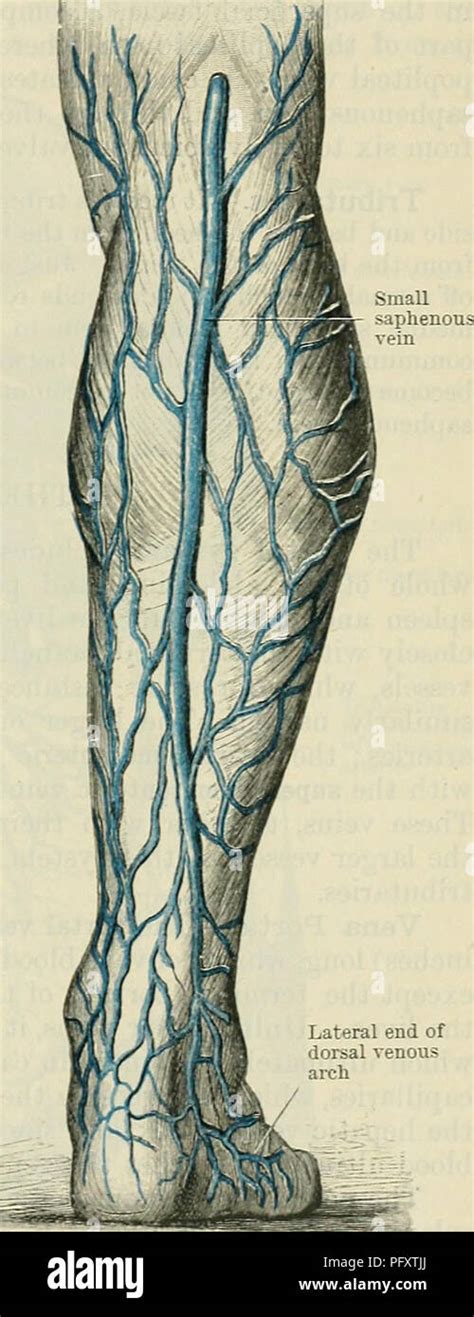 Dorsal Venous Arch Of Foot Hi Res Stock Photography And Images Alamy