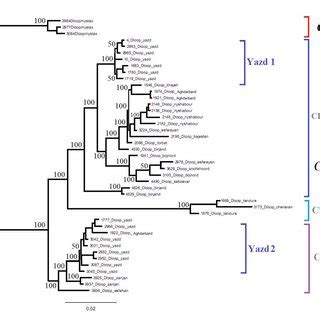 Phylogenetic Reconstruction Of C Elburzensis Based On D Loop Sequences