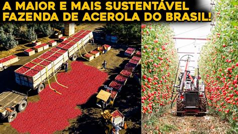 A MAIOR FAZENDA DE ACEROLA DO MUNDO QUE FICA NO BRASIL IMove Web