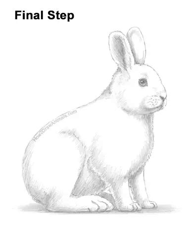 Snowshoe Rabbit Drawing