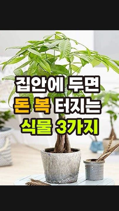 재벌들도 몰래 숨겨두고 키운다는 식물 3가지 풍수인테리어 풍수 재물운 금전운 풍수소품 Youtube