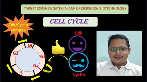 Cell Cycle Cdk Cyclin CSIR NET GATE CUET PG IIT JAM BRAC DBT Life