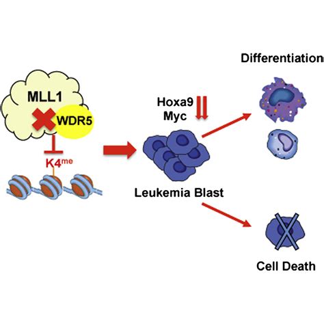 Targeting Mll1 H3k4 Methyltransferase Activity In Mixed Lineage Leukemia Molecular Cell