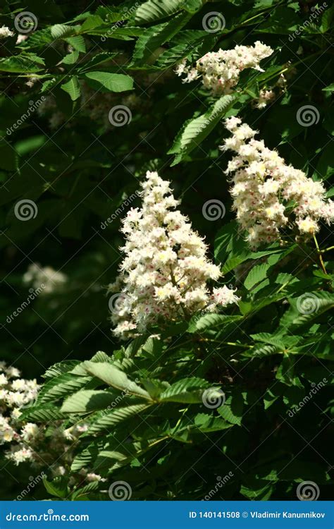 Chestnut flowers stock photo. Image of park, tree, calm - 140141508