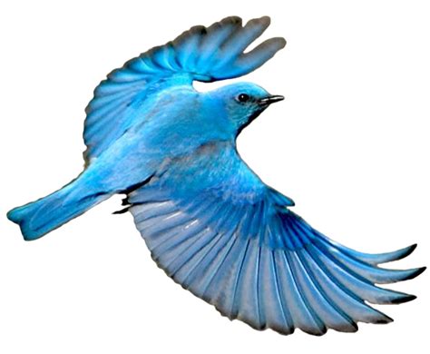 Mountain Bluebird Clip Art Bird Flying Clipart Png Free Transparent