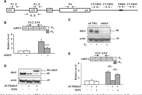 Figure From The Rna Helicase Ddx P Is A Key Factor Promoting C Fos