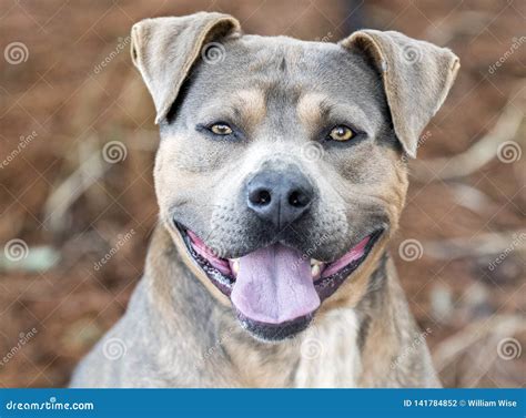 Perro Feliz De Pit Bull Terrier Con La Lengua Del Jadeo Foto De Archivo