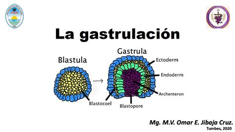 Clase La Gastrulaci N Embriolog A Veterinaria Youtube