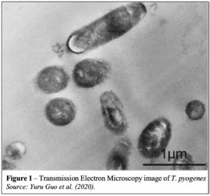 Trueperella Pyogenes Microbewiki