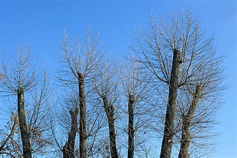 Background Terpotong Dari Puncak Pohon Terhadap Langit Biru Cerah Foto