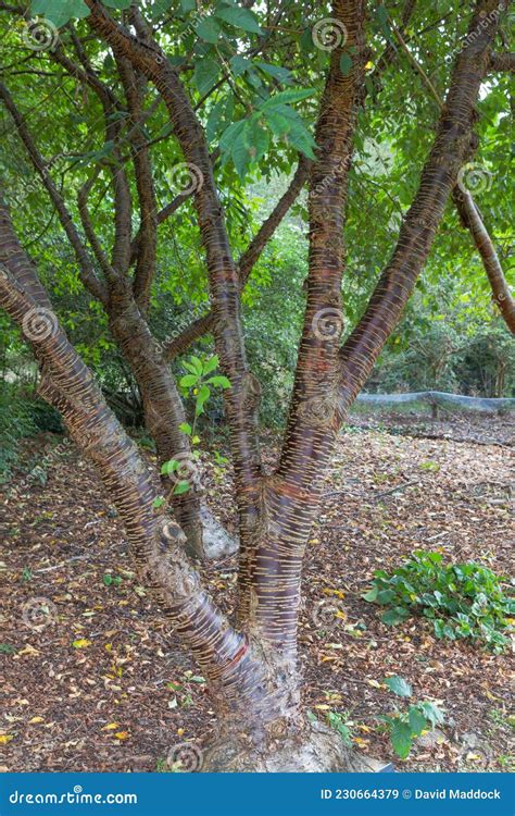 Patterned Bark Of The Prunus Rufa Or Himalayan Cherry Tree Stock Image