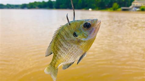 Bluegill For Catfish Bait In The Spring Youtube