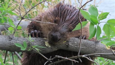 Beaver Chews Through Tree Branch Close Up Footage Very Cool Youtube