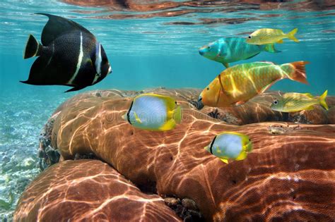 Poissons Tropicaux Colorés De Scare Sous L eau Photo stock Image du