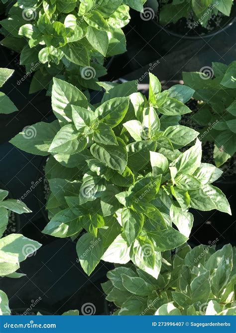 Pistou Basil Ocimum Basilicum Stock Image Image Of Basil Produce