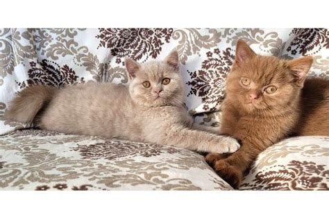 Cinnamon Tar N Kahverengi Ve Fawn Rengi British Shorthair Yavrular