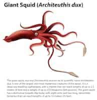 Cuttlefish Anatomy