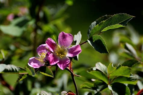 Petites Fleurs Dans Le Haut Doubs Michel Arnoux Flickr