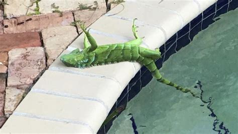 Us Winter Storm Frozen Iguanas Falling From Trees In Florida Photos