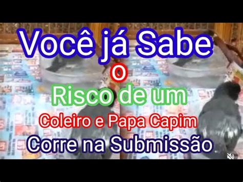 Como Saber o Risco de um Coleiro e Papa Capim Corre na Mexida Submissão