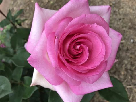Perfume Passion Rose Buy Now With Us Today