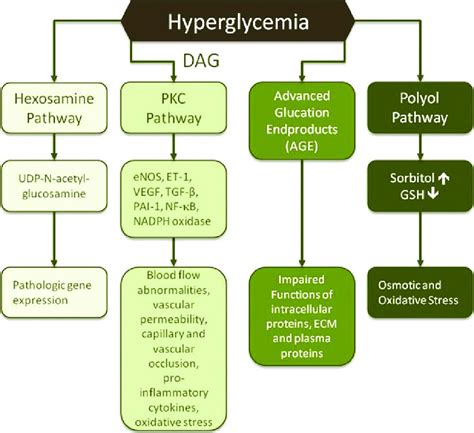 Effects Of Hyperglycemia On Wound Healing Hyperglycemia Impairs Wound