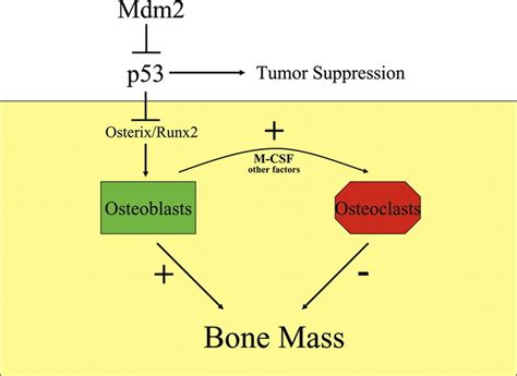 The P Signaling Pathway Negatively Regulates Tumorigenesis And Bone