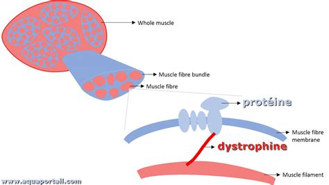 Dystrophine D Finition Et Explications