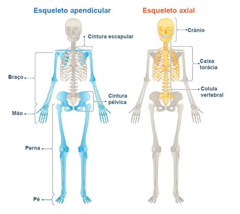 Ossos Do Corpo Humano Quantos E Quais S O Mundo Educa O