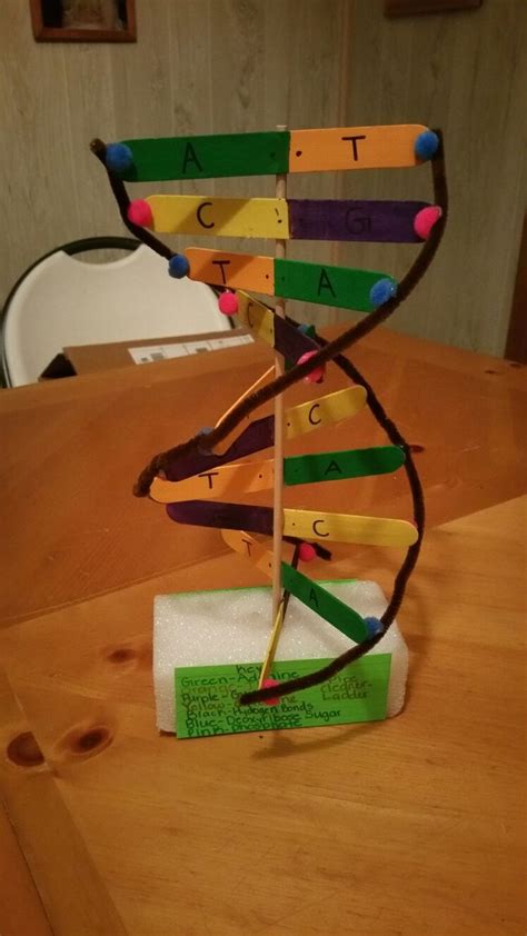 Diy Dna Model Project