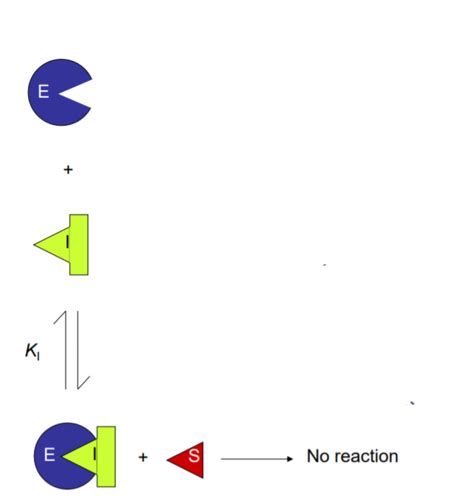 Allosteric Enzymes And Inhibitors Flashcards Quizlet