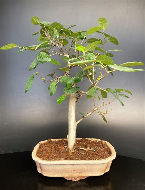 bonsai nursery  delhi buy indian bonsai delhi home delivered