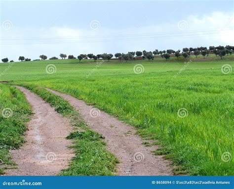 Alentejo stock photo. Image of brown, tree, country, cereal - 8658094