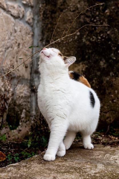 Lindo Gato Explorando Al Aire Libre Foto Gratis