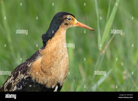 Ruff Philomachus Pugnax Male In Breeding Plumage Lauwersmeer