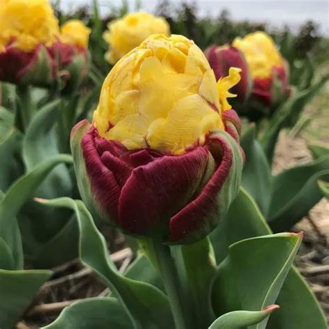 Ice Cream Banana Tulip Bulbs For Sale Ashridge