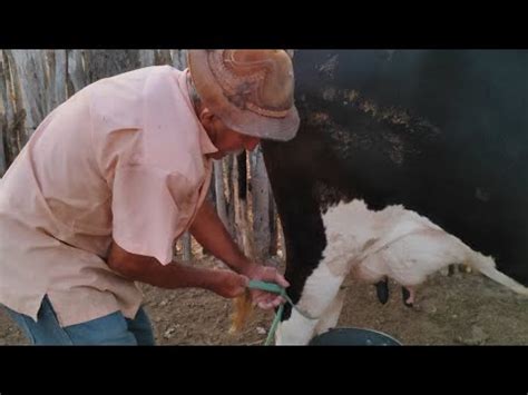 AMIGO DE JOÃO DO Ó QUER FAZER UMA RIFA PRA ELE PORQUÊ AS VACAS DELE