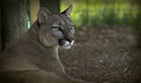 Wallpaper Wildlife Whiskers Puma Cougar Wild Cat Predator Fauna