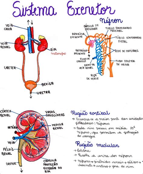 Mapas Mentais Sobre Sistema Excretor Study Maps Themeloader