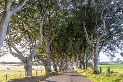 The Dark Hedges Tree Tunnel in Ballymoney, Northern Ireland Stock Image ...