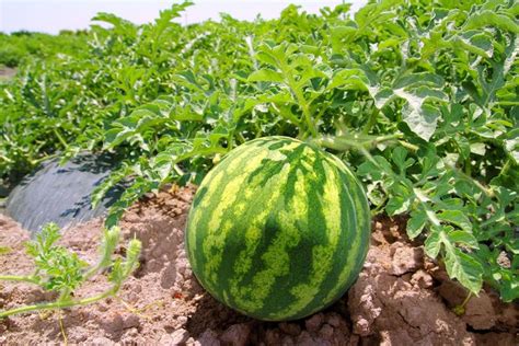 A Watermelon Sitting In The Middle Of A Field