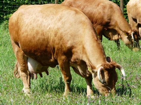 Cow graze animal Photos in .jpg format free and easy download unlimit ...