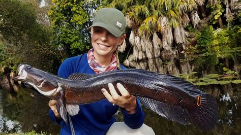 How The Snakehead Earned A Spot On Freshwater Bucket Lists Shefishes